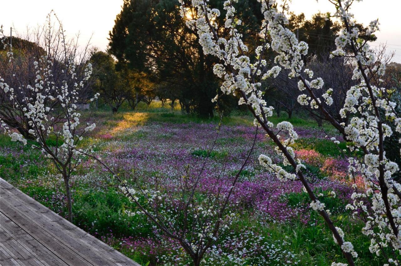Villa Aliki Petrochori  外观 照片